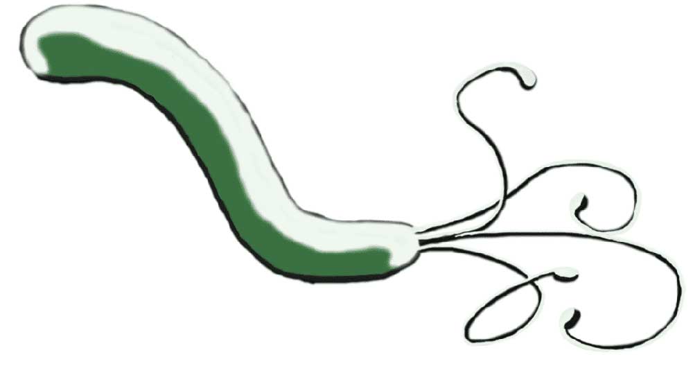 helipobacter_pylori_zelodec